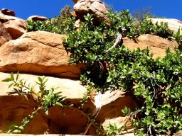 Ficus ilicina rock-climbing
