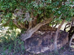 Ficus ingens fantasy world