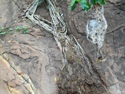 Ficus ingens roots on hard rock
