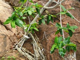 Ficus ingens evidence of a quest