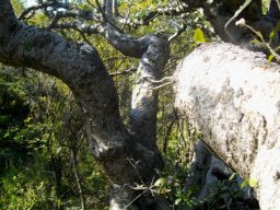 Ficus ingens doing the twist and the bulge