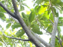 Ficus lutea