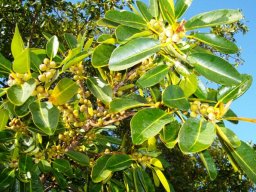Ficus natalensis leaves and fruit