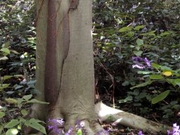Ficus polita trunk