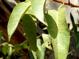 Ficus salicifolia leaves