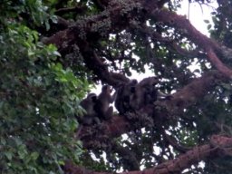 Ficus sycomorus feeding vervet monkeys