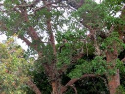 Ficus sycomorus fruit-covered branches