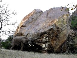 Ficus tettensis far above the elephant