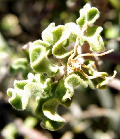 Fockea capensis withered flower