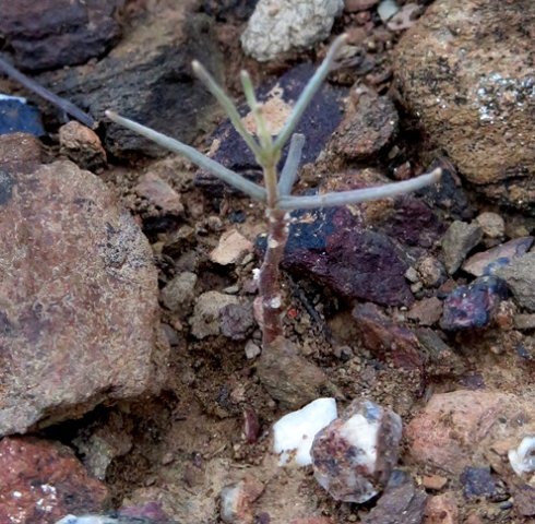 Fockea comaru leaves