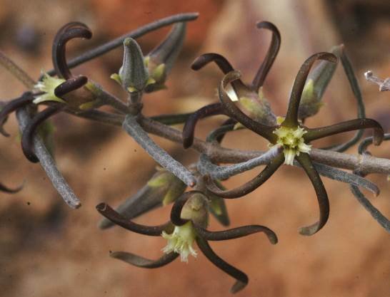 Fockea sinuata flowers and buds