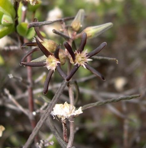 Fockea sinuata buds and flowers