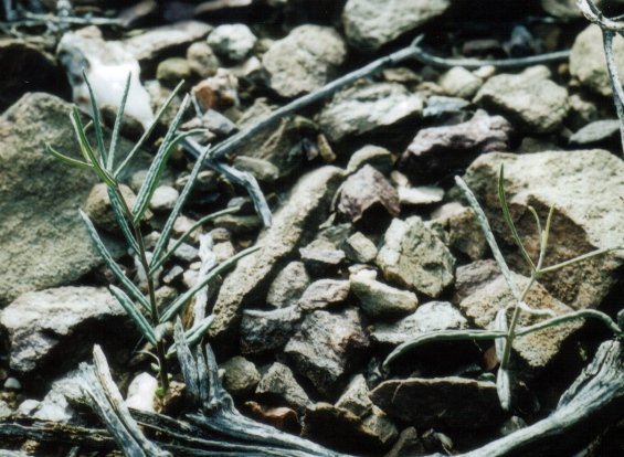 Fockea sinuata small stem and leaves