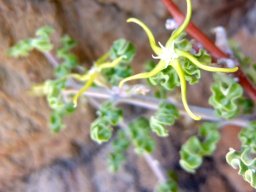Fockea capensis action photo?