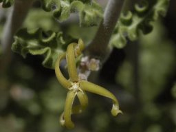 Fockea capensis dull flower