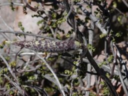 Fockea capensis follicle 