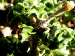 Fockea capensis leaves