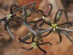Fockea sinuata flowers and buds