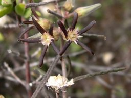 Fockea sinuata buds and flowers