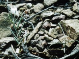 Fockea sinuata small stem and leaves