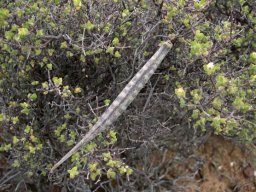 Fockea sinuata follicle