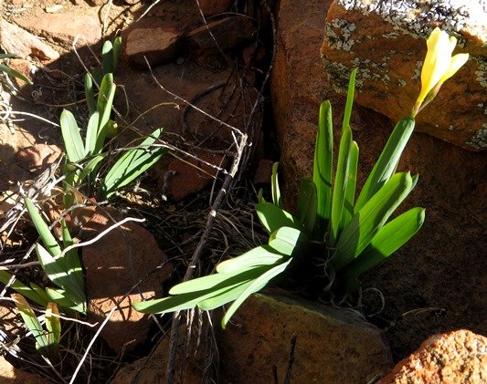 Freesia occidentalis safety in numbers