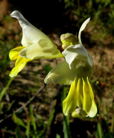 Freesia 