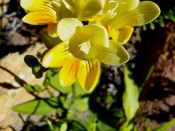 Freesia leichtlinii