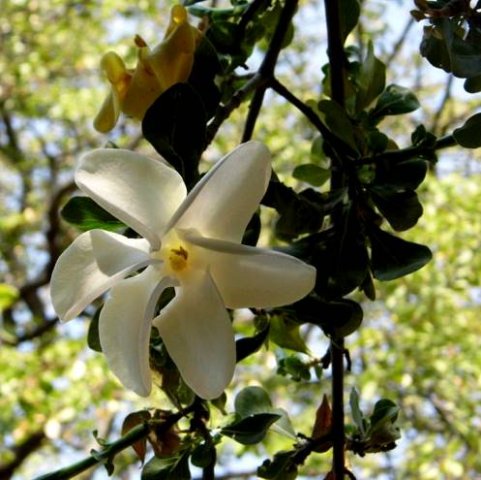 Gardenia