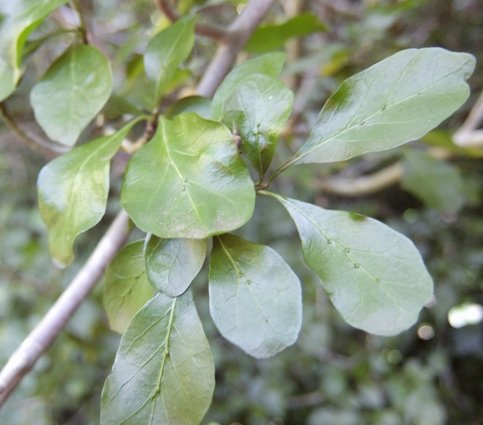 Gardenia thunbergia leaves