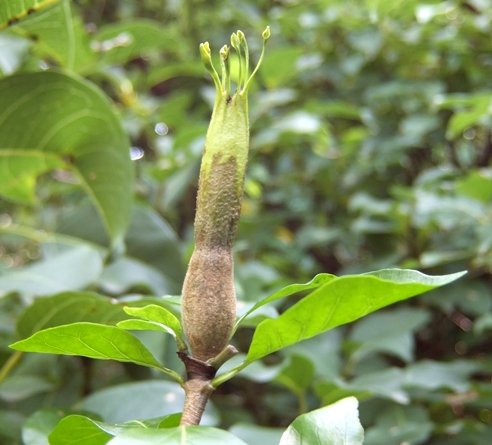 Gardenia thunbergia, beginnings of a fruit