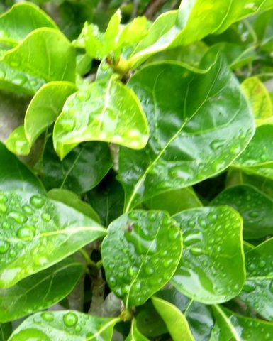 Gardenia thunbergia leaves