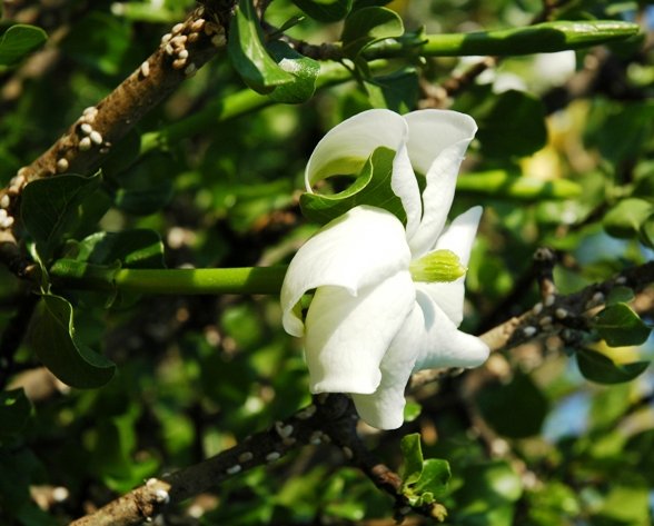 Gardenia volkensii flower