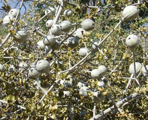 Gardenia volkensii in fruit in Gauteng in June