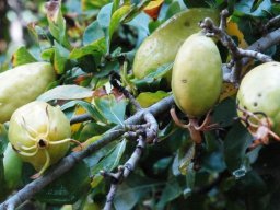 Gardenia cornuta fruit