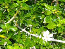 Gardenia thunbergia, a sociable tree