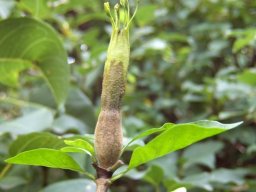 Gardenia thunbergia, beginnings of a fruit