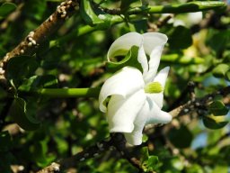 Gardenia volkensii flower