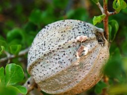 Gardenia volkensii subsp. volkensii fruit