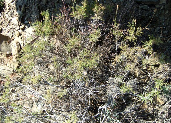 Garuleum bipinnatum