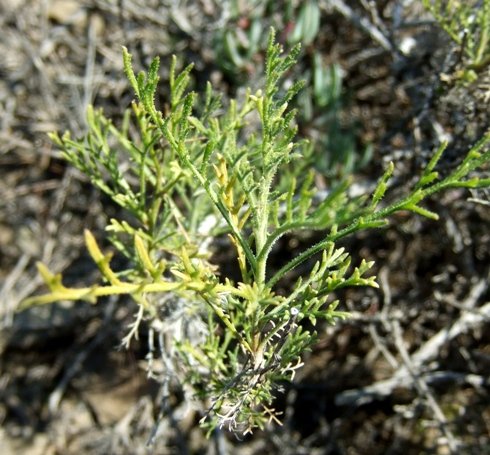 Garuleum bipinnatum leaves