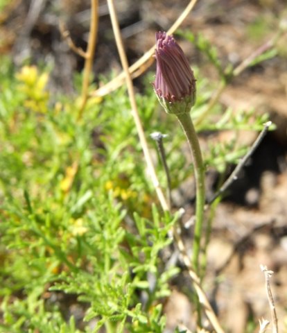 Garuleum bipinnatum flowerhead closed