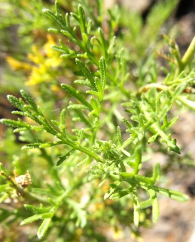 Garuleum bipinnatum leaves