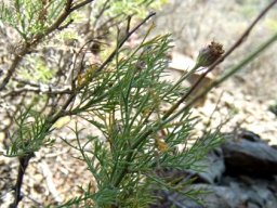 Garuleum bipinnatum stems
