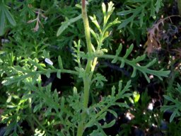Garuleum bipinnatum leaf lobes