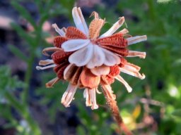 Garuleum bipinnatum flat seeds