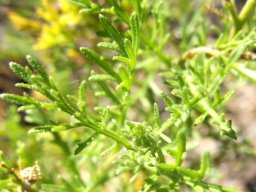 Garuleum bipinnatum leaves