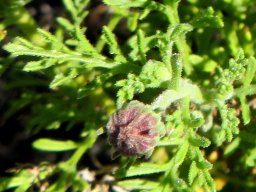 Garuleum bipinnatum bud pouting
