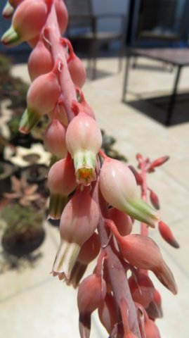 Gasteria