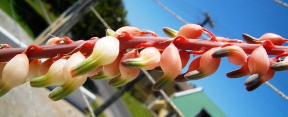 Gasteria bicolor var. bicolor flowers